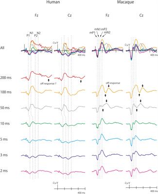 Evolutionary Elongation of the Time Window of Integration in Auditory Cortex: Macaque vs. Human Comparison of the Effects of Sound Duration on Auditory Evoked Potentials